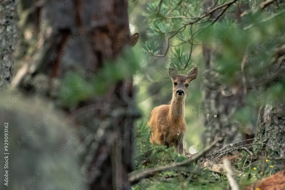Baby european roe deer (Capreolus capreolus) looking into camera from the thick forest in the Alps Mountains, Italy. Baby european roe deer (Capreolus capreolus) looking into camera from the thick forest in the Alps Mountains, Italy.