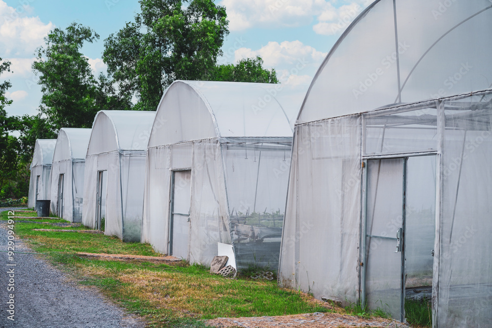 Outside of poly tunnel for growing organic plants in a controlled climate, sunlight and protection vegetables plantation hothouse building in garden from insect and plant diseases. Outside of poly tunnel for growing organic plants in a controlled climate, sunlight and protection vegetables plantation hothouse building in garden from insect and plant diseases.