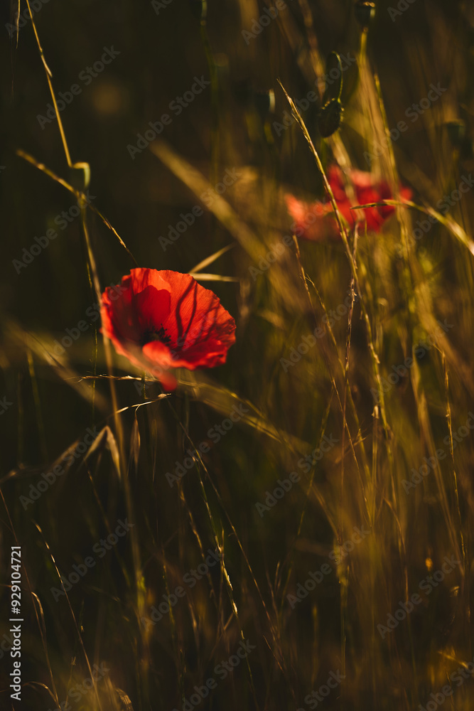 Obraz premium Papaveri