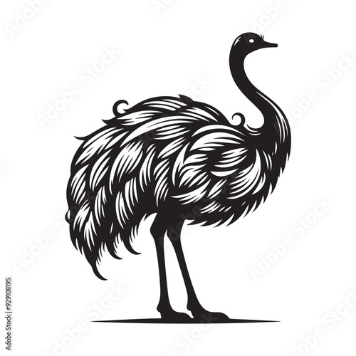 Ostrich silhouette vector illustration, Ostrich emu bird vector illustration on a white background