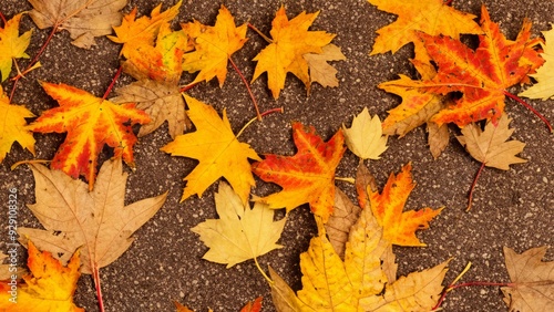 Beautiful autumn leaves fall season 