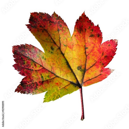 Beautiful autumn leaves fall season 