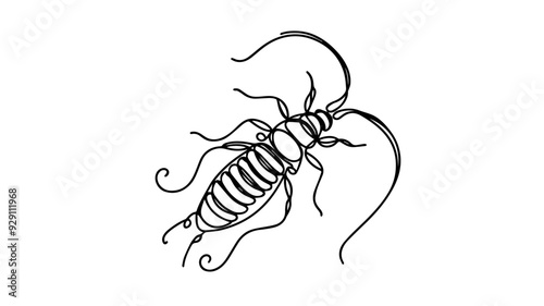 Earwig line art drawing