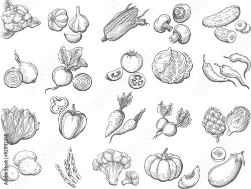 Hand drawn vegetables set