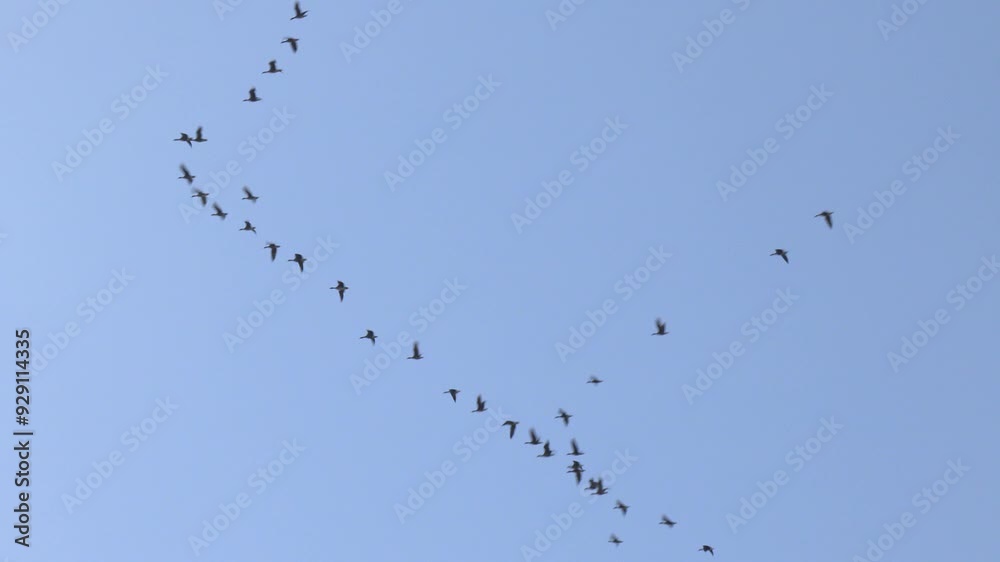 Bunch of Wild Geese in the Sky. Flock of migrating geese heading back north in close formation against a blue sky
Bunch of Wild Geese in the Sky. Flock of migrating geese heading back north in close formation against a blue sky
