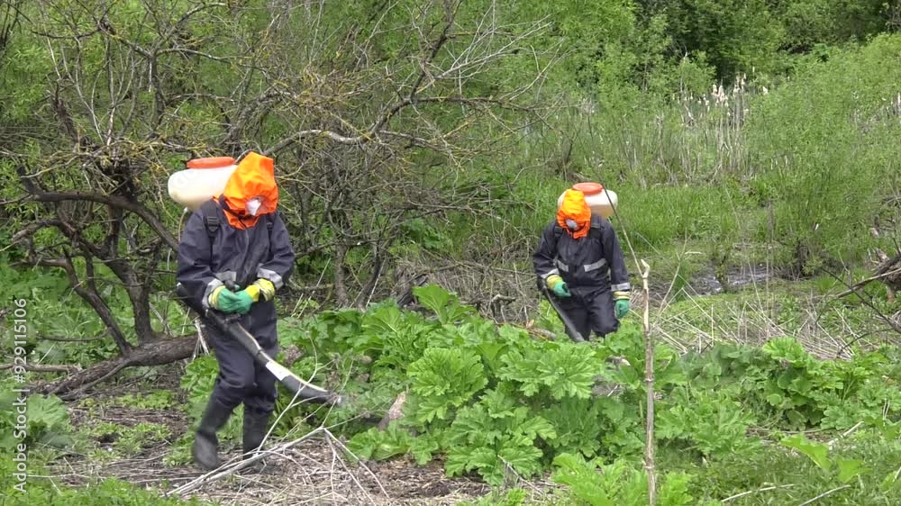 Large beautiful green leaf covers everything growing under it. Herbicide treatment of Sosnowsky's hogweed.