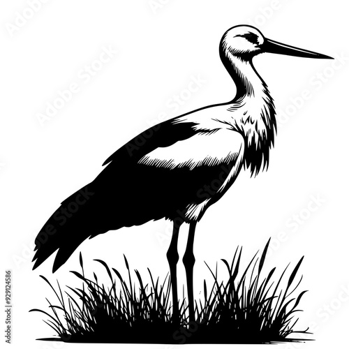 stork on the grass