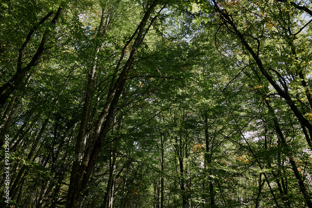Lush Forest Landscape with Tall Trees and Green Leaves – Nature Exploration and Adventure Trip in the Woods Lush Forest Landscape with Tall Trees and Green Leaves – Nature Exploration and Adventure Trip in the Woods