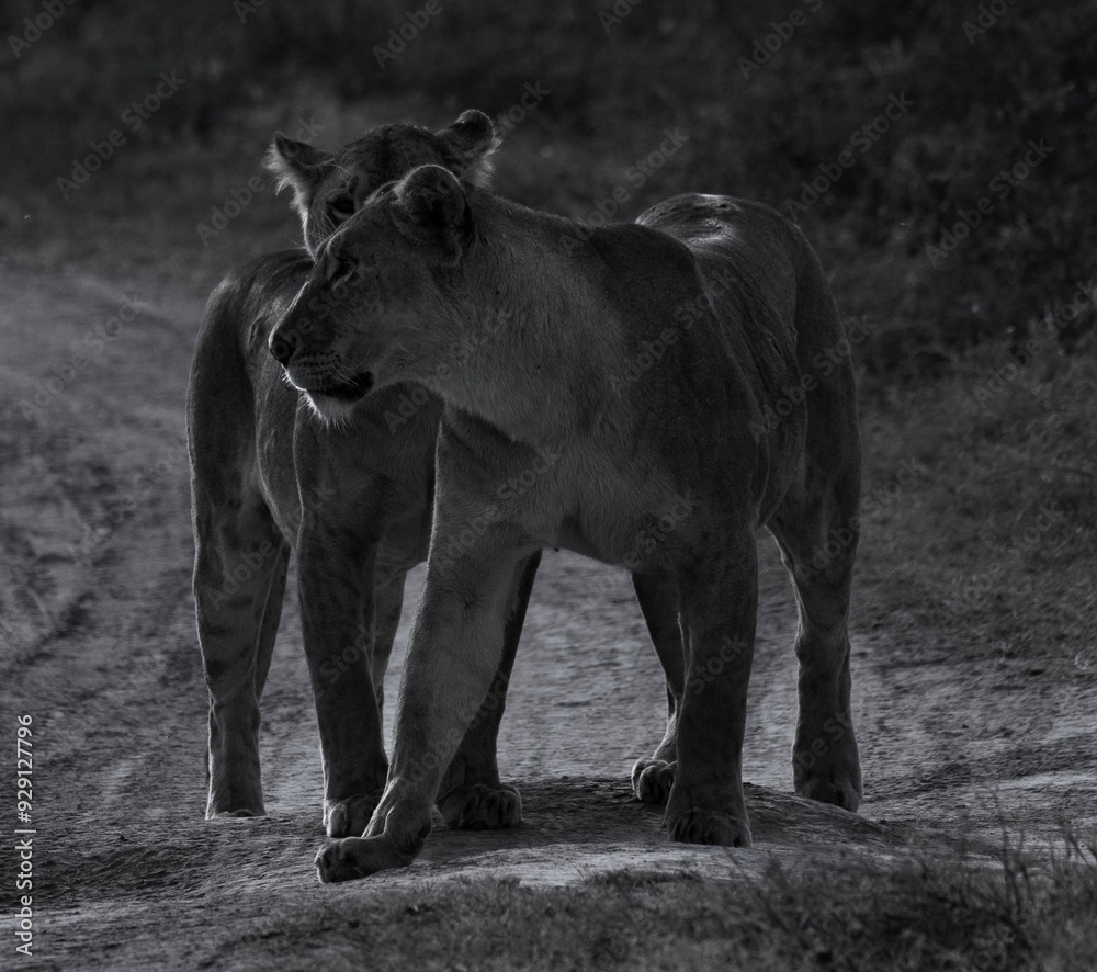 Fototapeta premium lions on the prowl