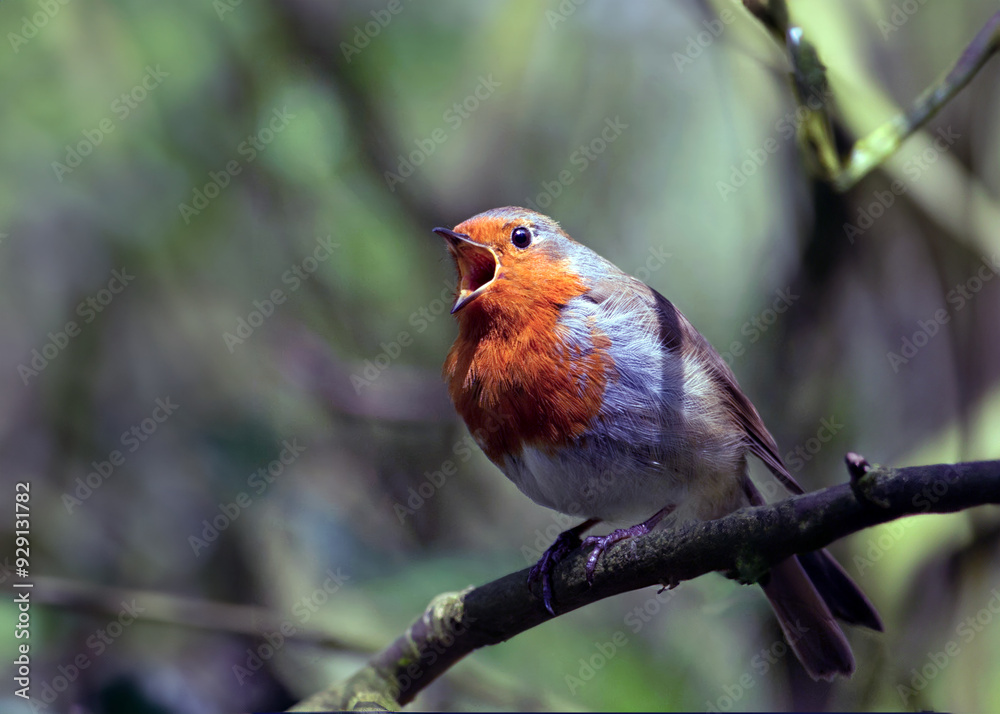 The UK's favourite bird. Thanks to its bright red breast, it's familiar throughout the year and especially at Christmas! Males and females look identical,. The UK's favourite bird. Thanks to its bright red breast, it's familiar throughout the year and especially at Christmas! Males and females look identical,.