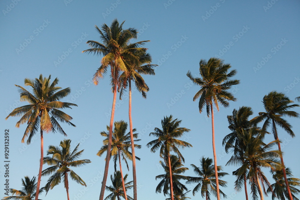 Palm trees and blue sky in the afternoon Palm trees and blue sky in the afternoon