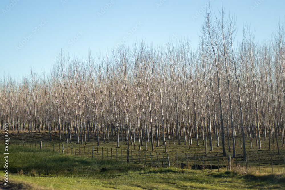 Árboles campestres en invierno Árboles campestres en invierno