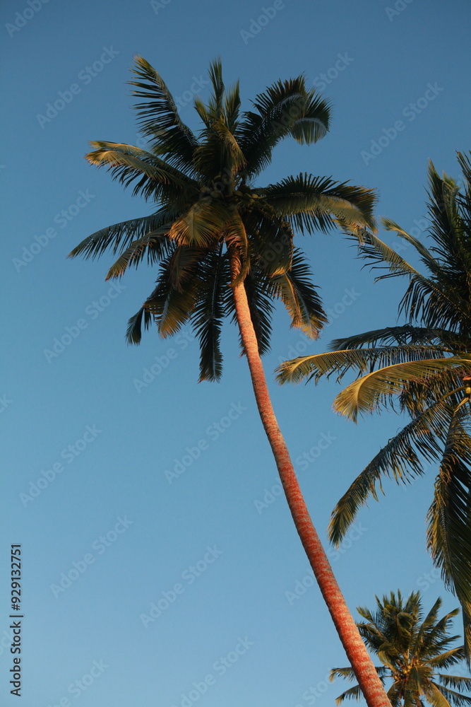 Palm trees and blue sky in the afternoon, coconut palm Palm trees and blue sky in the afternoon, coconut palm