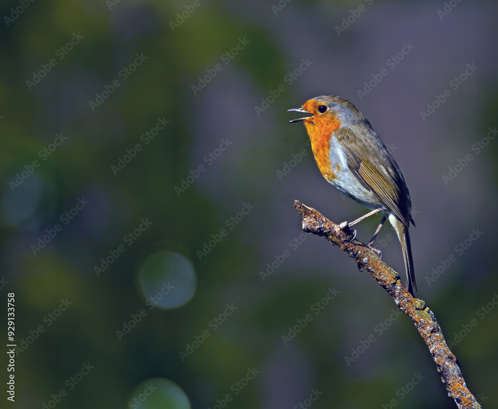 The UK's favourite bird. Thanks to its bright red breast, it's familiar throughout the year and especially at Christmas! Males and females look identical,. The UK's favourite bird. Thanks to its bright red breast, it's familiar throughout the year and especially at Christmas! Males and females look identical,.