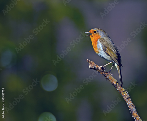 The UK's favourite bird. Thanks to its bright red breast, it's familiar throughout the year and especially at Christmas! Males and females look identical,.