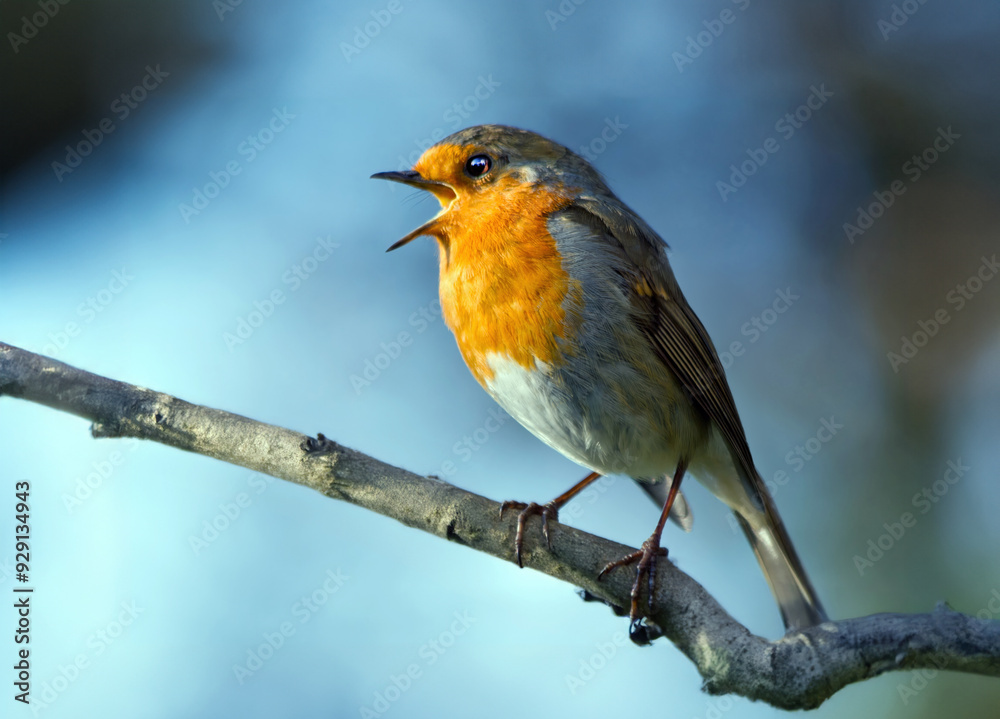The UK's favourite bird. Thanks to its bright red breast, it's familiar throughout the year and especially at Christmas! Males and females look identical,. The UK's favourite bird. Thanks to its bright red breast, it's familiar throughout the year and especially at Christmas! Males and females look identical,.
