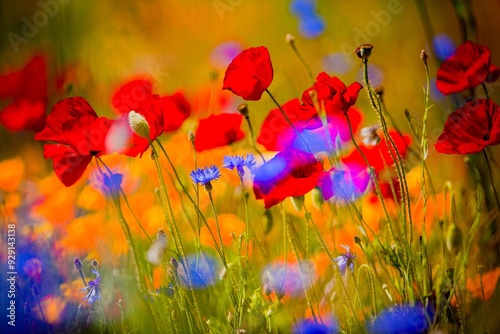 Fields of wildflowers in the Columbia River Gorge Nartional Scenic Area near Mosier, Oregon