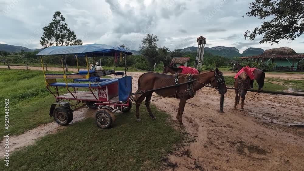 Video of horses tied to a piece of wood in a rural farmland in Vinales, Cuba. Video of horses tied to a piece of wood in a rural farmland in Vinales, Cuba.