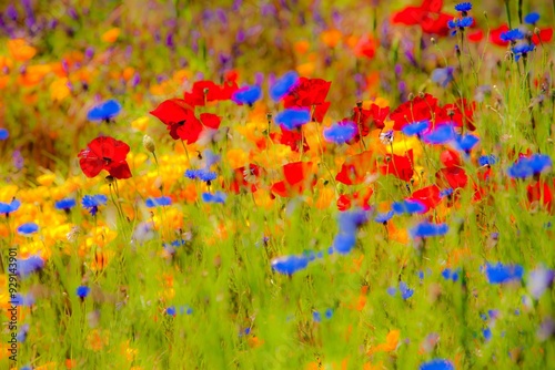 Fields of wildflowers in the Columbia River Gorge Nartional Scenic Area near Mosier, Oregon.