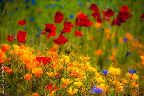 Fields of wildflowers in the Columbia River Gorge Nartional Scenic Area near Mosier, Oregon.1