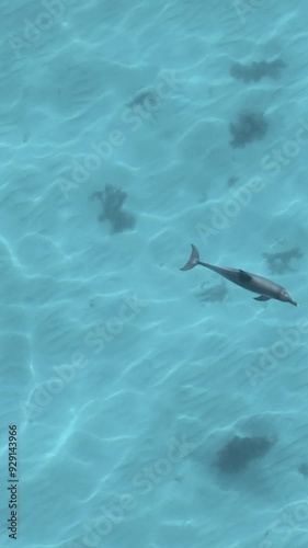 Wallpaper Mural Aerial vertical view of a dolphin swimming below the clear surface of the ocean Torontodigital.ca