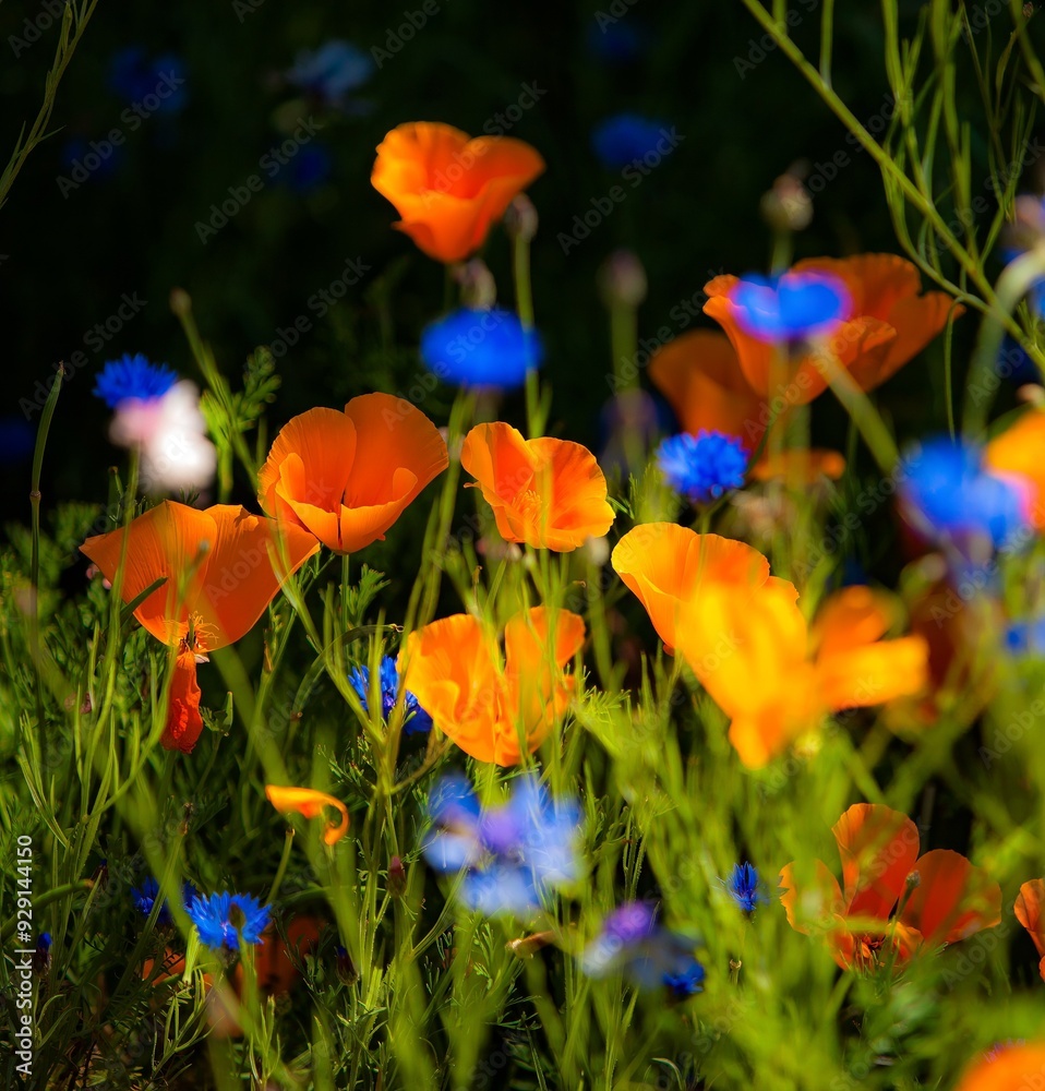 Obraz premium Fields of wildflowers with dark background in the Columbia River Gorge Nartional Scenic Area near Mosier, Oregon