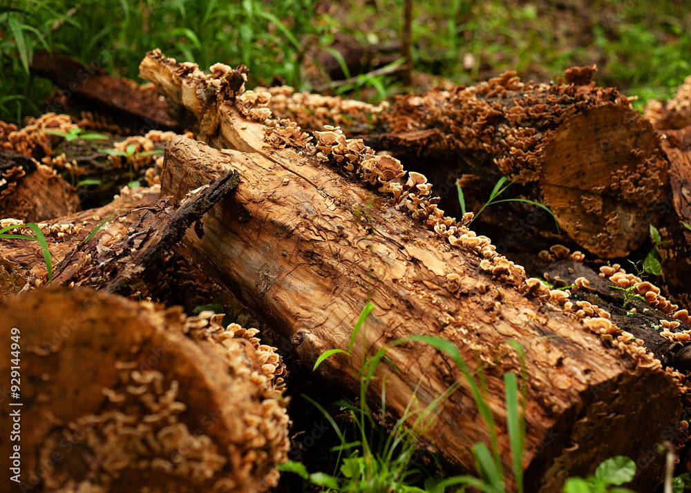 stump in the woods with mushrooms stump in the woods with mushrooms