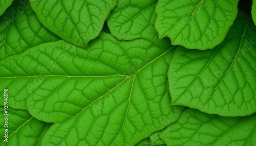 dense green leaf layer with detailed vein patterns and some curling edges creating a rich and textured surface that covers the entire image