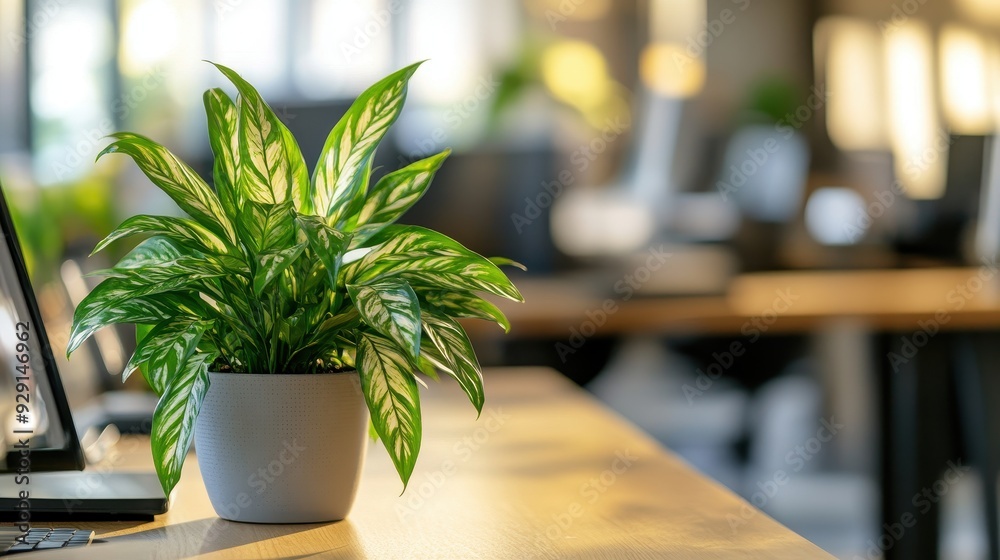 A green plant adds life to a modern office desk illuminated by natural light