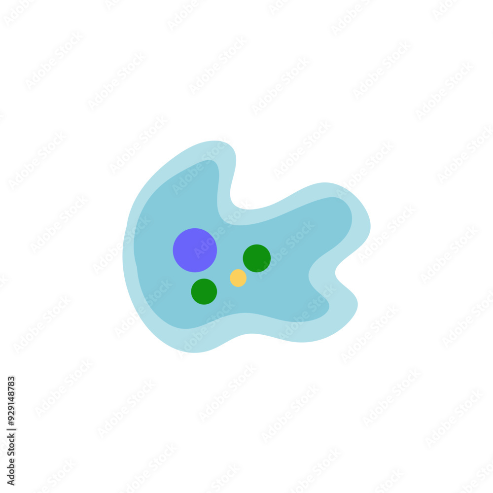 Binary fission in amoeba. Vector educational illustration. Reproduction Binary fission in amoeba. Vector educational illustration. Reproduction