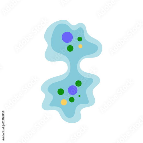 Binary fission in amoeba. Vector educational illustration. Reproduction