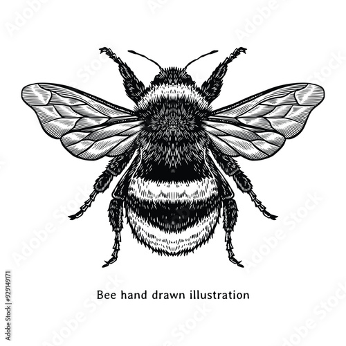 Bee hand drawn illustration in vintage style