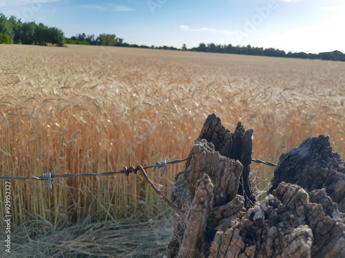 trigal al costado de la ruta