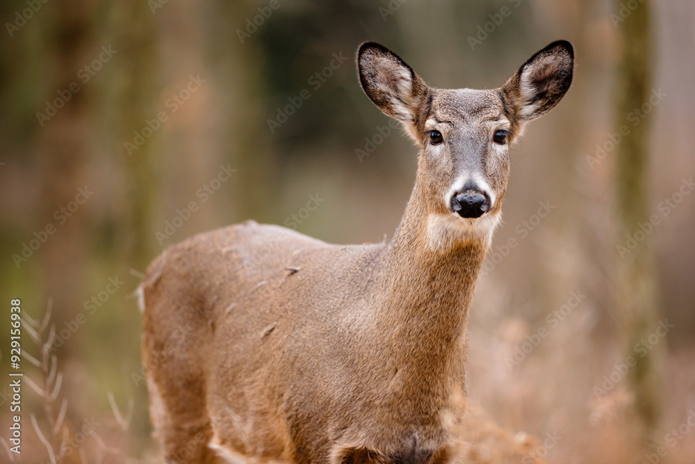 A young White-tailed deer is curiously looking at the photographer in early December near Hartford, Wisconsin A young White-tailed deer is curiously looking at the photographer in early December near Hartford, Wisconsin