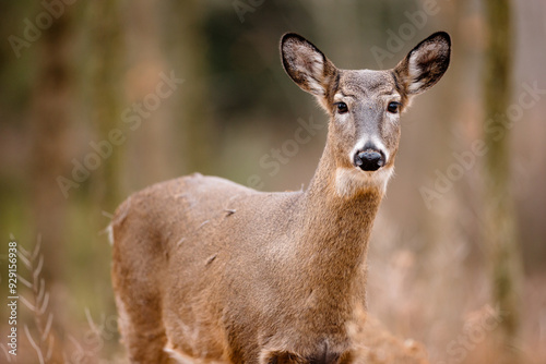 A young White-tailed deer is curiously looking at the photographer in early December near Hartford, Wisconsin