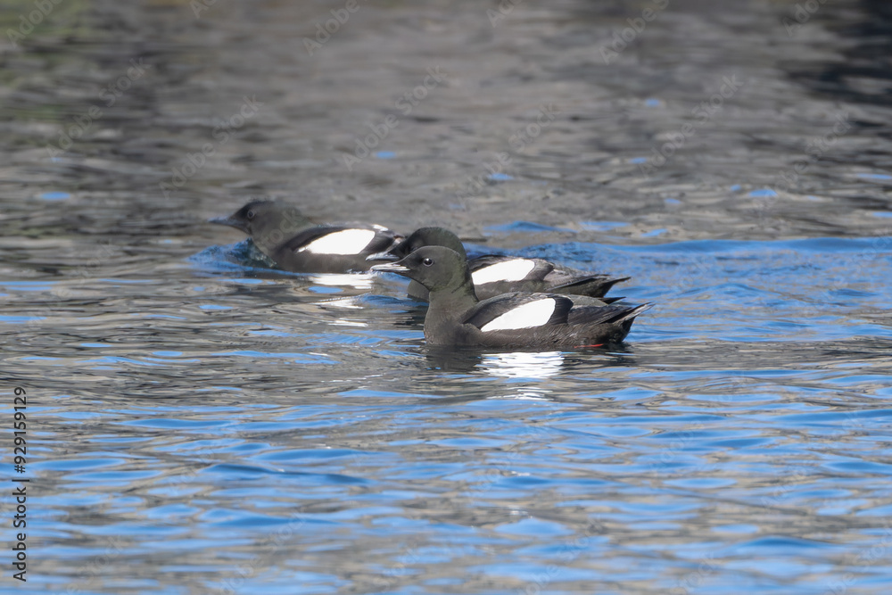 black guillemots or tystie - Cepphus grylle swimming in blue water. Photo from Grimsey Island in Iceland. black guillemots or tystie - Cepphus grylle swimming in blue water. Photo from Grimsey Island in Iceland.