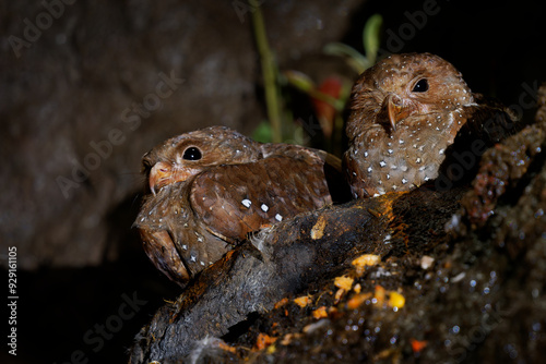 Oilbird - Steatornis caripensis also guacharo, bird similar to nightjar, nesting in colonies in caves, nocturnal feeders on the fruits of the oil palm, adapted eyesight, navigate by echolocation photo