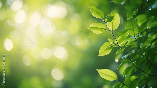 Sun-Kissed Serenity: Fresh green leaves glow in the warm morning light, capturing the essence of spring's vibrant energy and the promise of new beginnings.