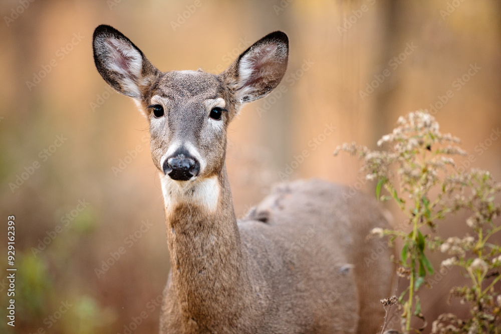 A yearling white-tailed deer looks curiously at the activity as it stands in a field near Hartford, Wisconsin in early November A yearling white-tailed deer looks curiously at the activity as it stands in a field near Hartford, Wisconsin in early November