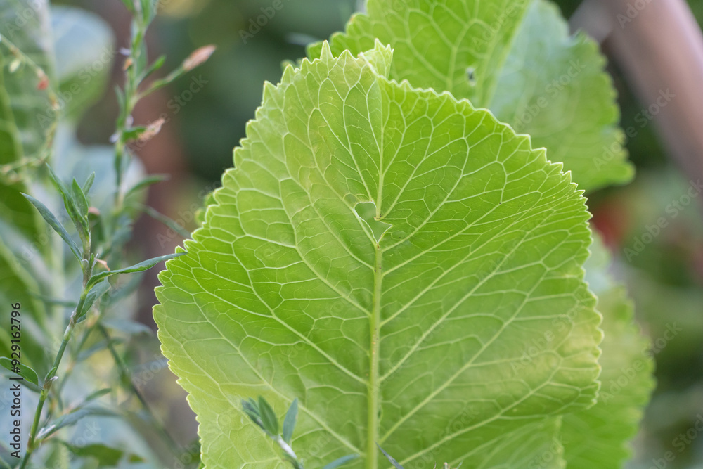 A close-up of the vibrant green leaf of horseradish plant, with its intricate veins and delicate texture, stands out against the soft background A close-up of the vibrant green leaf of horseradish plant, with its intricate veins and delicate texture, stands out against the soft background