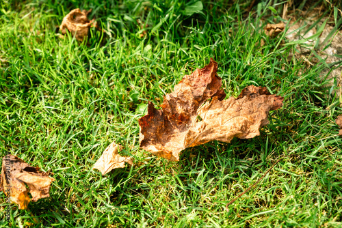 Close-Up of Autumn Leaves on Green Grass in Sunlight photo