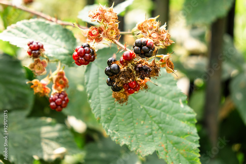 Ripe and Unripe Blackberries on a Bush with Green Leaves in a Garden photo