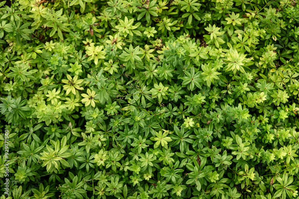 Lush Greenery Background with Vibrant Leaves for Nature and Organic Themes Lush Greenery Background with Vibrant Leaves for Nature and Organic Themes
