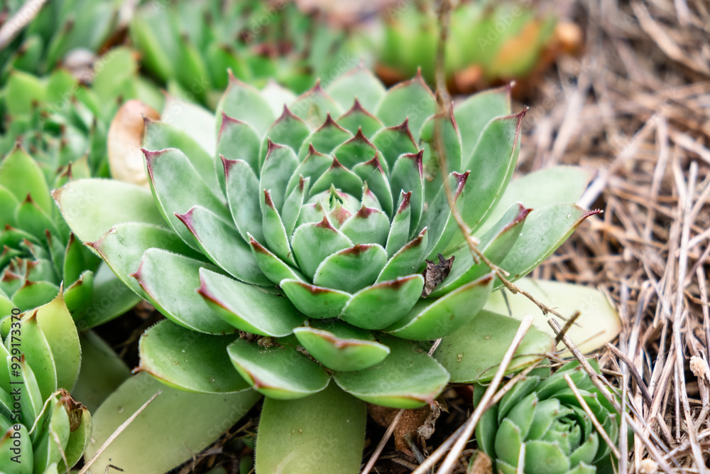 Close-Up of Green Succulent Plant in Natural Outdoor Habitat Close-Up of Green Succulent Plant in Natural Outdoor Habitat