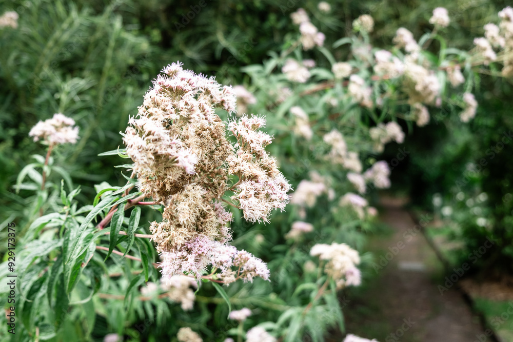 Blooming Wildflowers in Lush Green Garden Pathway on a Sunny Day Blooming Wildflowers in Lush Green Garden Pathway on a Sunny Day