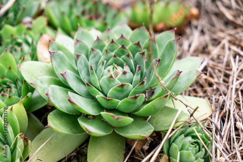 Close-Up of Green Succulent Plant in Natural Outdoor Habitat photo