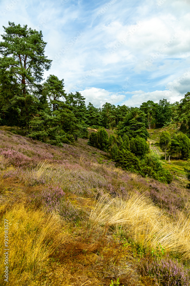 Ein herrliche Wanderung durch die einzigartige und farbenfrohe Landschaft der Borsteler Schweiz - Bispingen - Niedersachsen - Deutschland Ein herrliche Wanderung durch die einzigartige und farbenfrohe Landschaft der Borsteler Schweiz - Bispingen - Niedersachsen - Deutschland