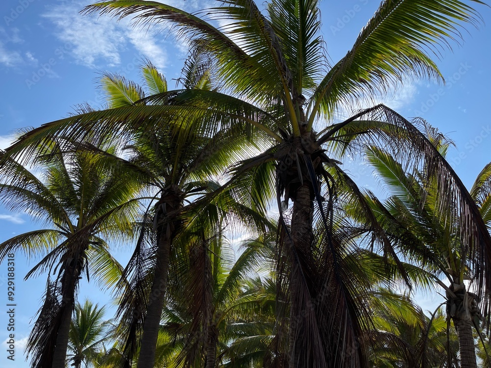 Fototapeta premium Vista de las hojas de palmera y el cielo