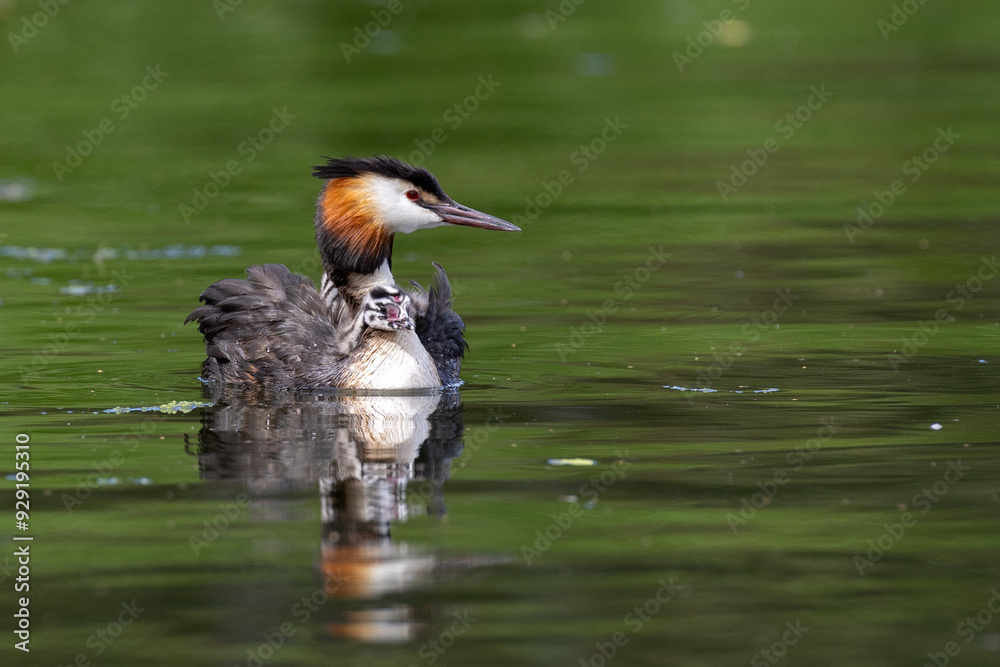 Merganser bird swimming and carrying chick on back Merganser bird swimming and carrying chick on back