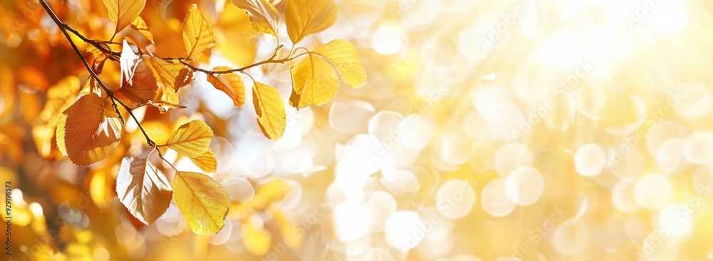 Autumn leaves on a white background, a concept with copy space, a wide banner featuring colorful autumn tree leaves in sunlight, a blurred natural landscape Generative AI